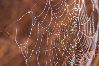 Droplets spider web autumn close-up.jpg